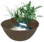 Mini carpa koi marrone - SuperFish