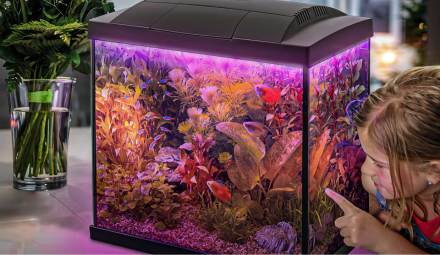 Acquario