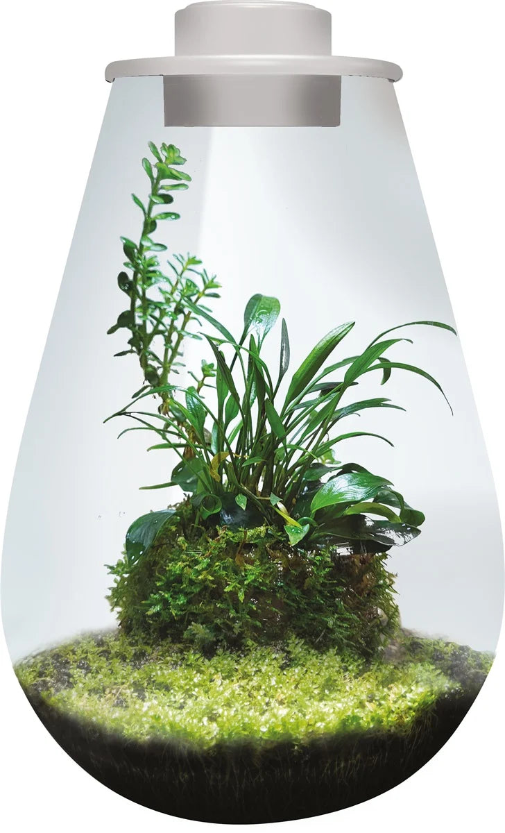 Image alt text